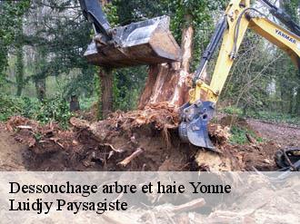 Dessouchage arbre et haie 89 Yonne  Lobry elagage 89