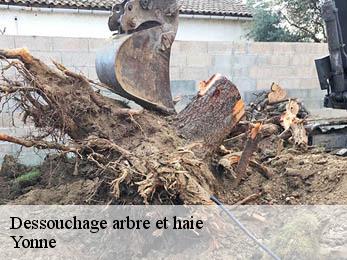 Dessouchage arbre et haie Yonne 