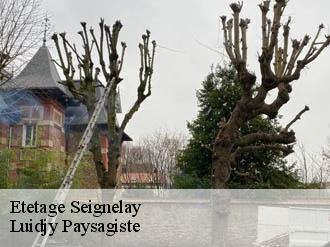Etetage seignelay-89250 Lobry elagage 89