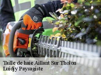 Taille de haie  aillant-sur-tholon-89110 Lobry elagage 89