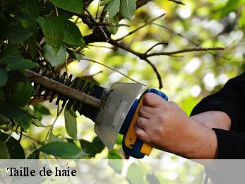 Taille de haie