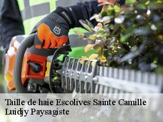 Taille de haie escolives-sainte-camille-89290 Lobry elagage 89