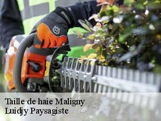 Taille de haie maligny-89800 Lobry elagage 89