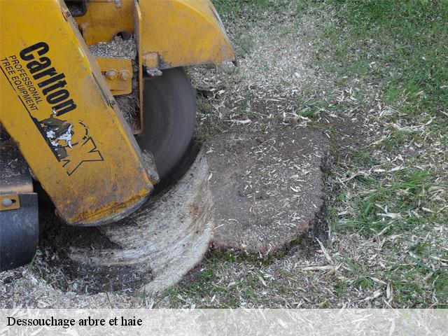 Dessouchage arbre et haie