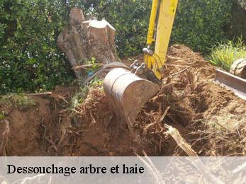 Dessouchage arbre et haie