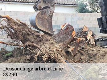 Dessouchage arbre et haie 89230