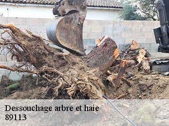Dessouchage arbre et haie 89113